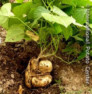 Pachyrhizus tuberosus