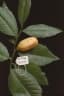 Citrus inodora
