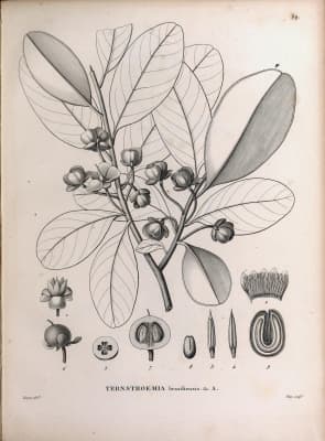 Ternstroemia brasiliensis