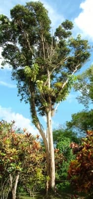 Pimenta racemosa