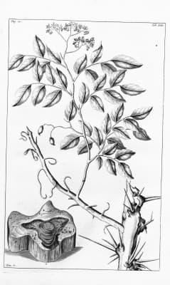 Dalbergia parviflora