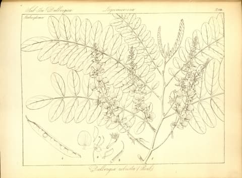 Derris robusta
