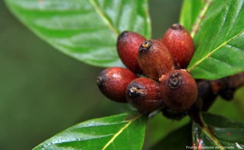 Amaioua guianensis