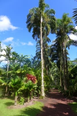 Dypsis madagascariensis