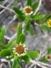 Borrichia arborescens