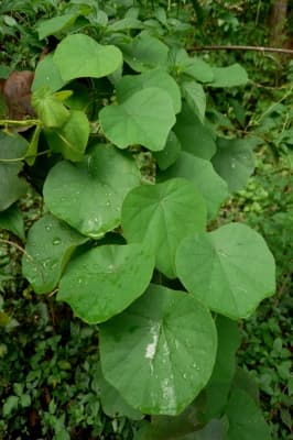 Cissampelos owariensis