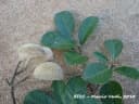 Aspidosperma tomentosum