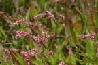 Persicaria decipiens