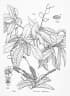 Terminalia complanata