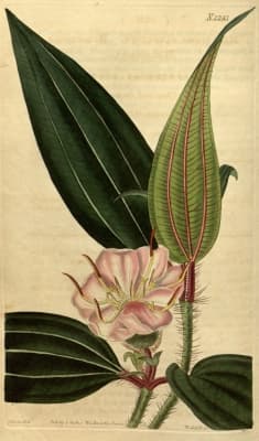 Melastoma sanguineum