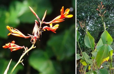 Canna tuerckheimii
