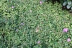 Dissotis rotundifolia