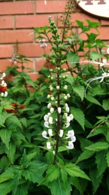 Orthosiphon aristatus