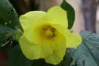 Talipariti pernambucense