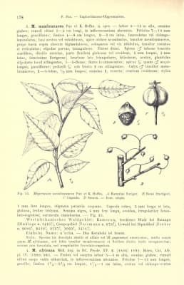 Maprounea membranacea