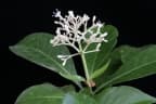Psychotria carthagenensis