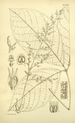 Hevea benthamiana