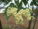 Cordia dentata