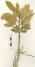 Zanthoxylum ovalifolium