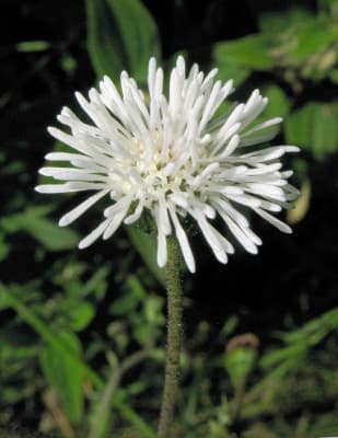 Adenostemma viscosum