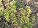 Cissus cornifolia