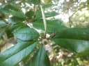 Croton pseudopulchellus