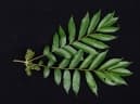 Zanthoxylum setulosum