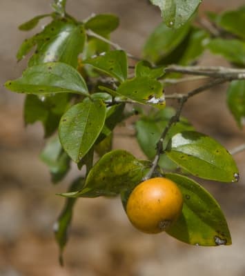 Strychnos lucida