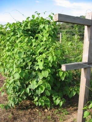 Plukenetia volubilis