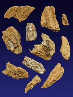 Okoubaka aubrevillei