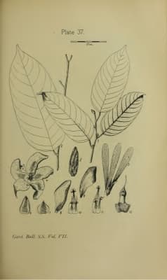 Shorea teysmanniana