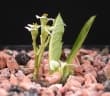 Euphorbia primulifolia