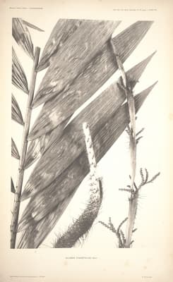 Calamus grandifolius