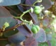Euphorbia cotinifolia