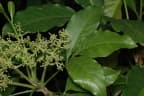Melicope vitiflora