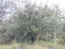 Grevillea banksii