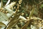 Ocotea guianensis