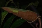 Motandra guineensis
