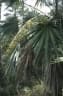 Leucothrinax morrisii