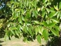 Celtis africana