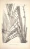 Calamus dimorphacanthus