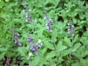 Salvia officinalis