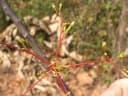 Commiphora caudata