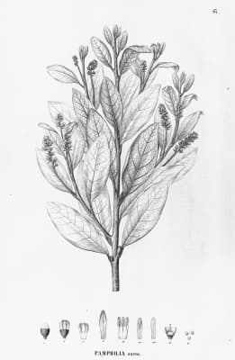 Styrax maninul