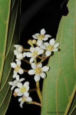 Nectandra lanceolata