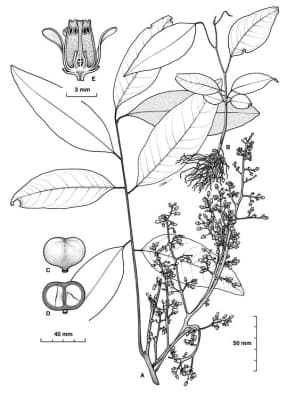 Dysoxylum alliaceum