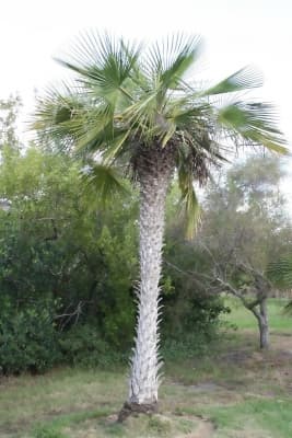 Copernicia tectorum
