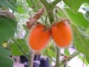 Solanum pectinatum