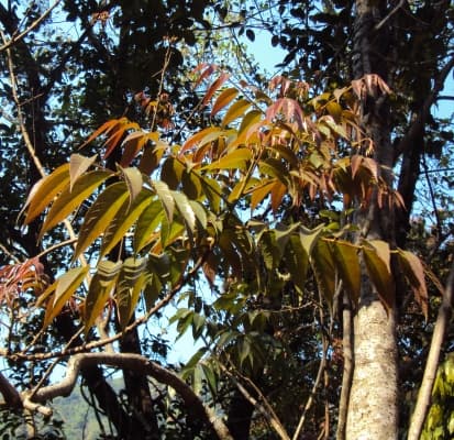 Meliosma pinnata