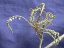 Croton schiedeanus